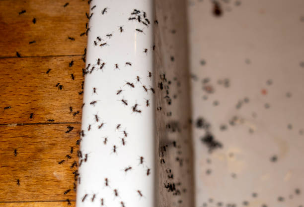 Best Affordable Pest Control Services  in Forrest City, AR